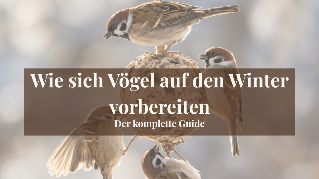 Wie sich Vögel auf den Winter vorbereiten: So stellen sich Meise, Spatz & Co. auf die Kälte ein