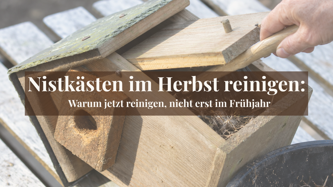Nistkästen im Herbst reinigen: Warum jetzt reinigen, nicht erst im Frühjahr