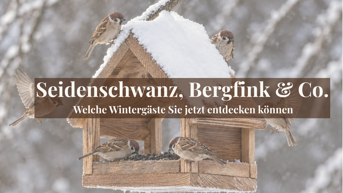 Verschneites Vogelhaus mit Spatzen im Winter mit einem Textoverlay: Seidenschwanz, Bergfink & Co.: Welche Wintergäste Sie jetzt entdecken können.