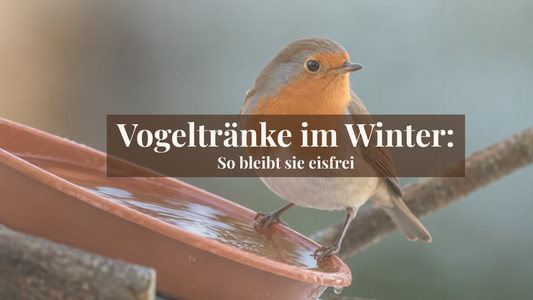 Ein Rotkehlchen steht am Rand einer flachen, braunen Wasserschale, die als Vogeltränke dient.