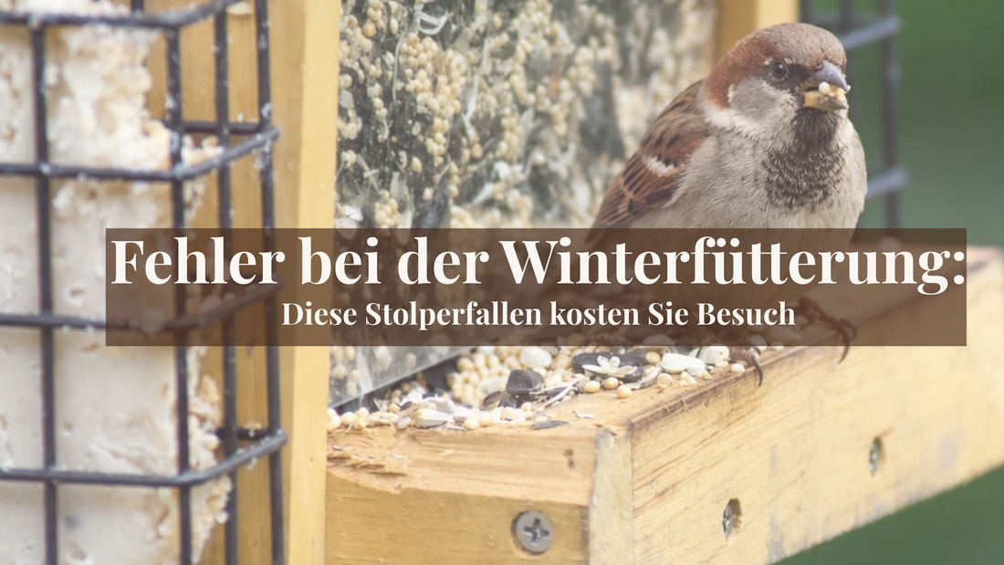 Ein kleiner Spatz sitzt auf dem Rand eines hölzernen Vogelhäuschens und frisst Körner