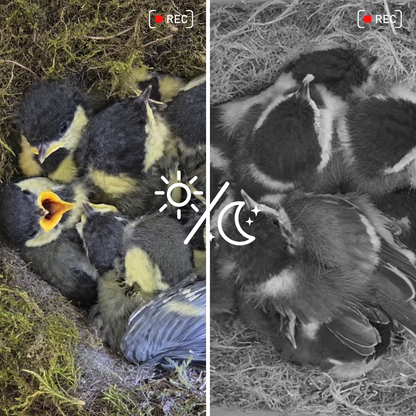 Casetta per uccelli con telecamera