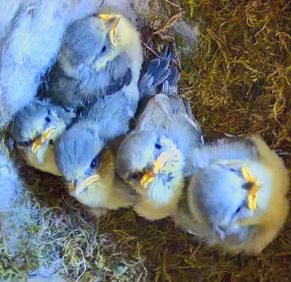 Vogel Nistkasten mit Kamera - Küken wachsen und sehen sich im Nest um