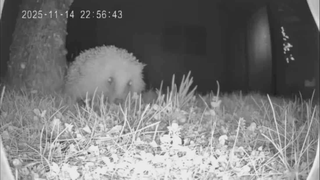 Igel aus der Sicht einer Überwachungskamera - Der Igel streift durch den Garten und schnüffelt nach Futter