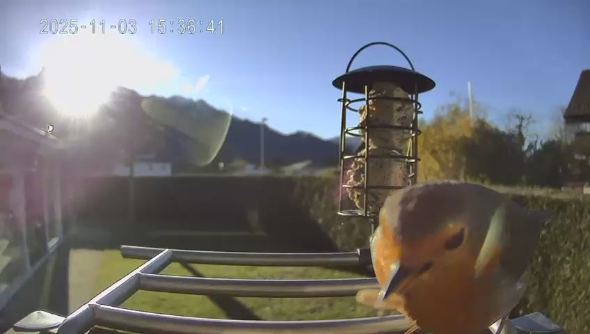 Video laden: Vogel sitzt auf dem Vogelfutterhaus mit Kamera und frisst Vogelfutter - Sonniger Tag und schöner Garten im Hintergrund