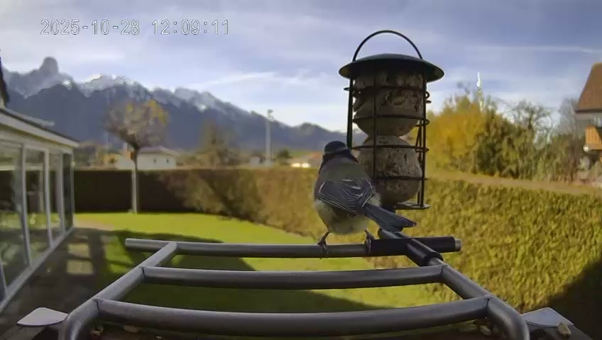 Vogel sitzt auf dem Vogelfutterhaus und frisst etwas vom Meisenknödel