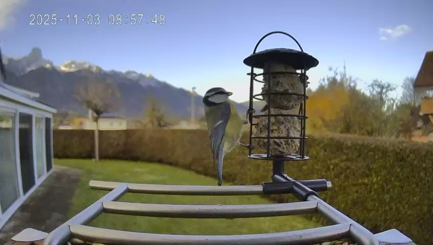 Vogel sitzt auf dem Vogelfutterhaus mit Kamera von Vogelhaus-mit-Kamera und frisst Meisenknödel vom Meisenknödelhalter