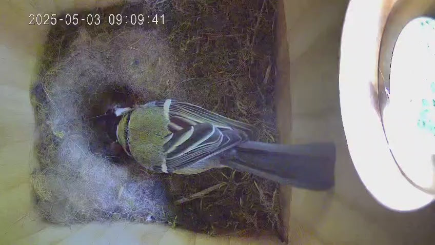 Vogel Nistkasten mit Kamera - Innenansicht - Vogelmutter füttert Ihre Küken