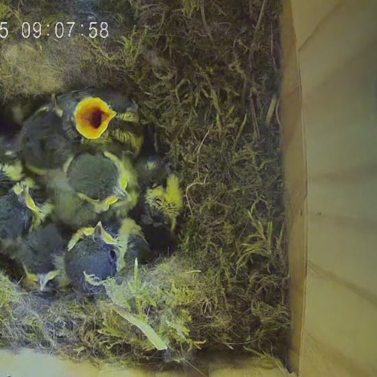 Vogelküken sitzen im Vogel-Nistkasten und warten auf ihre Mutter.